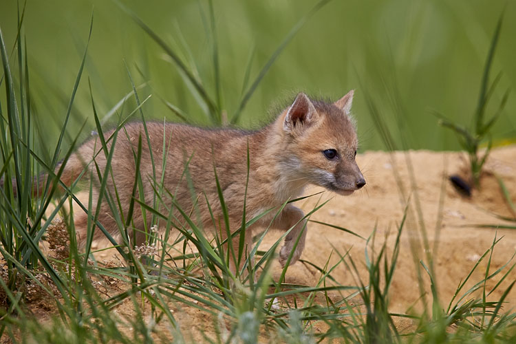 Swift Fox Kit