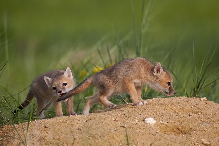 Swift Fox Kits Playing