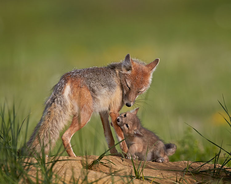 Swift Fox Kit Playing