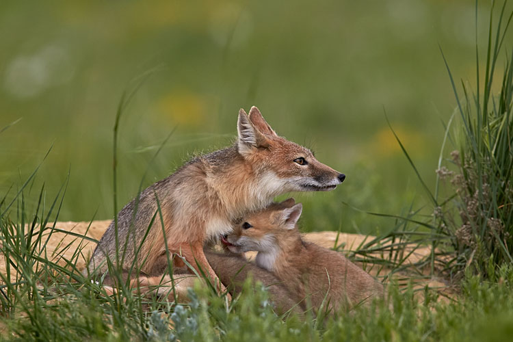 Swift Fox Nursing