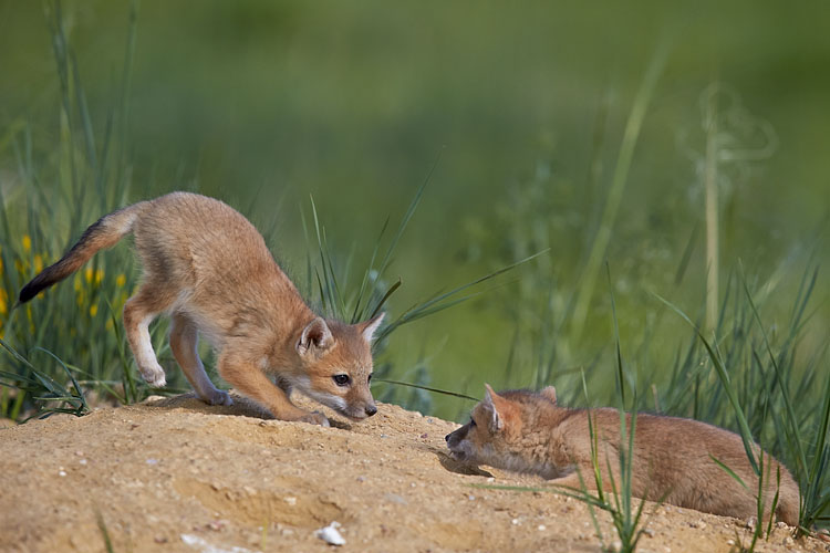 Swift Fox Kits Playing