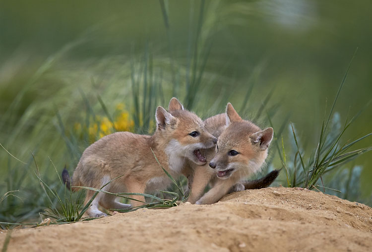 Swift Fox Kits Playing