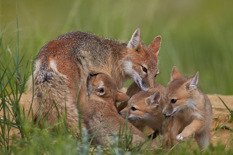 Swift Fox Kits Nursing
