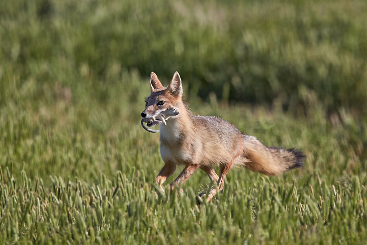 Swift Fox With Prey