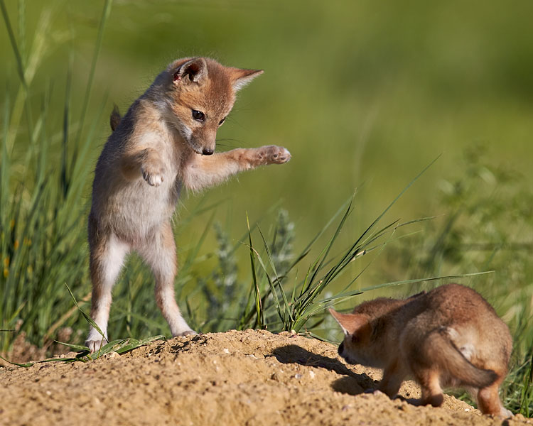 Swift Fox Kits Playing