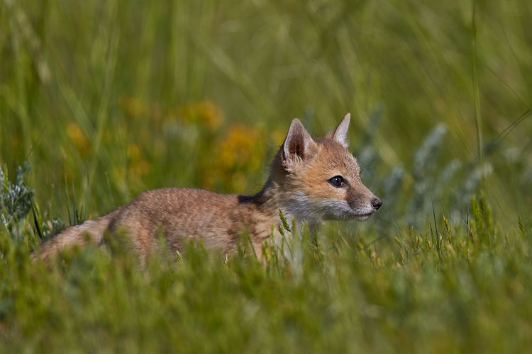 Swift Fox Kit