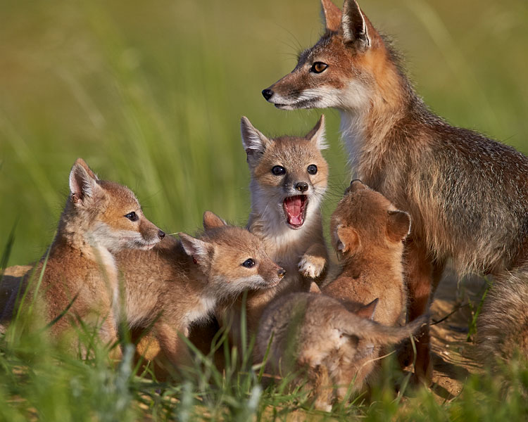 Swift Fox Kits