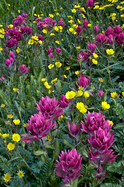 Rosy Paintbrush And Alpine Avens
