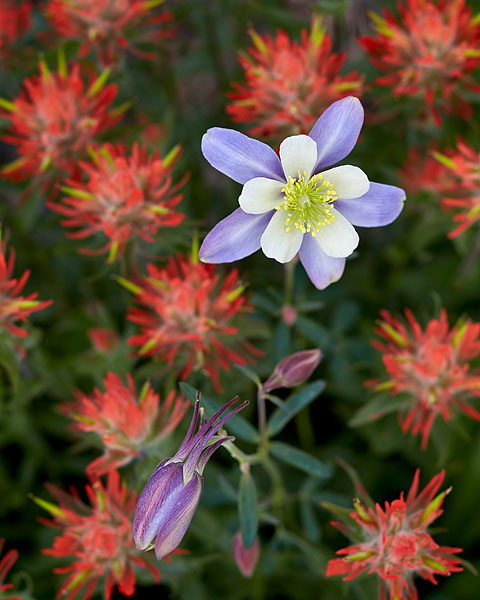 Blue Columbine