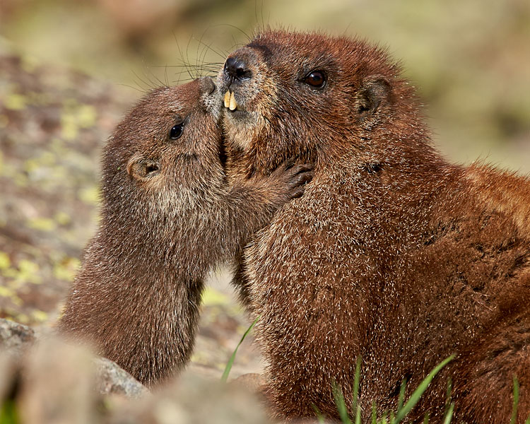 Yellow-Bellied Marmots