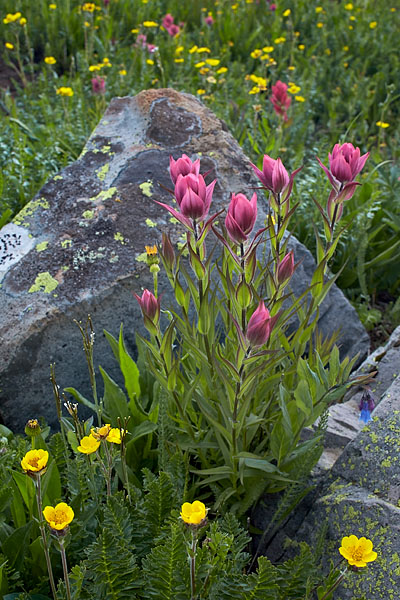 Rosy Paintbrush And Alpine Avens