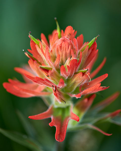 Giant Red Paintbrush