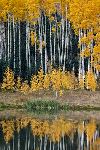 Aspen Reflections