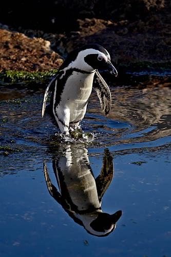 African Penguin