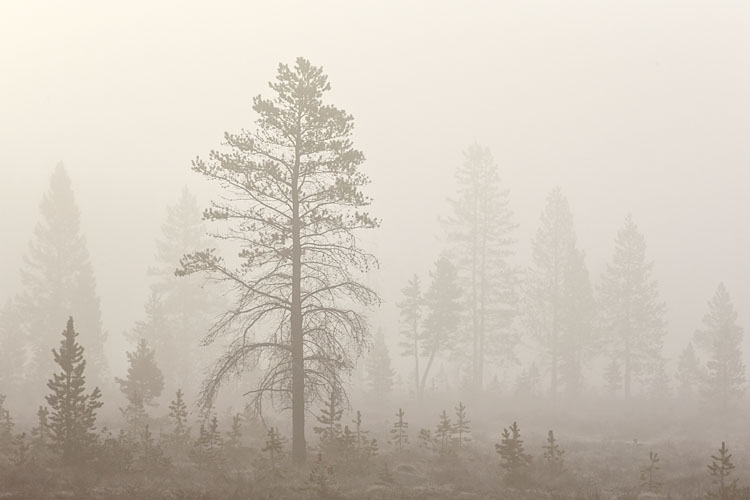 Trees in Fog