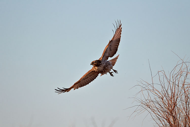 Juvenile Red-Tailed Hawk