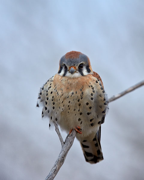 American Kestrel, Male