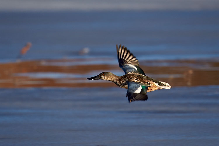 Northern Shoveler