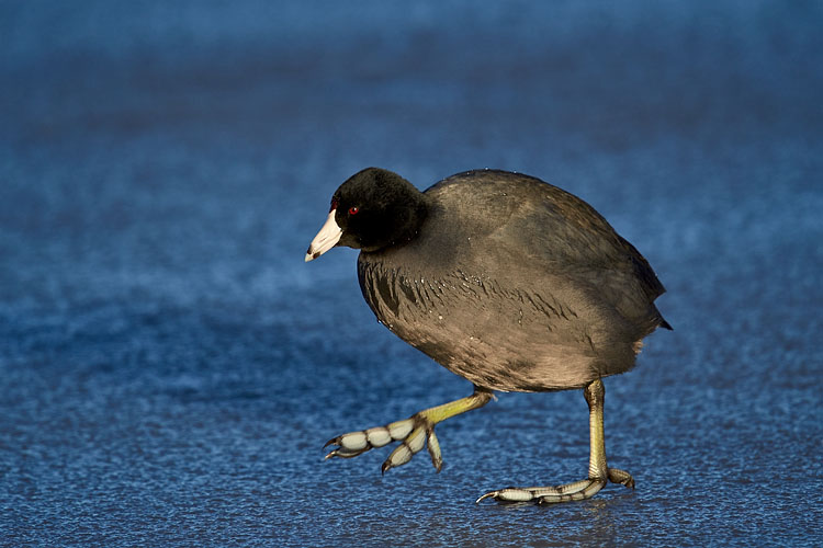 American Coot