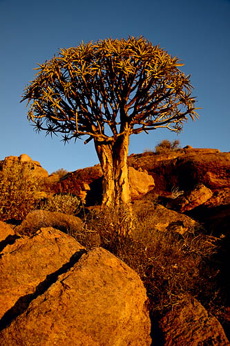 Quiver Tree