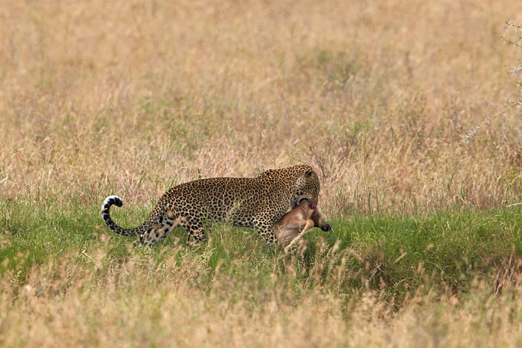 Leopard With Prey