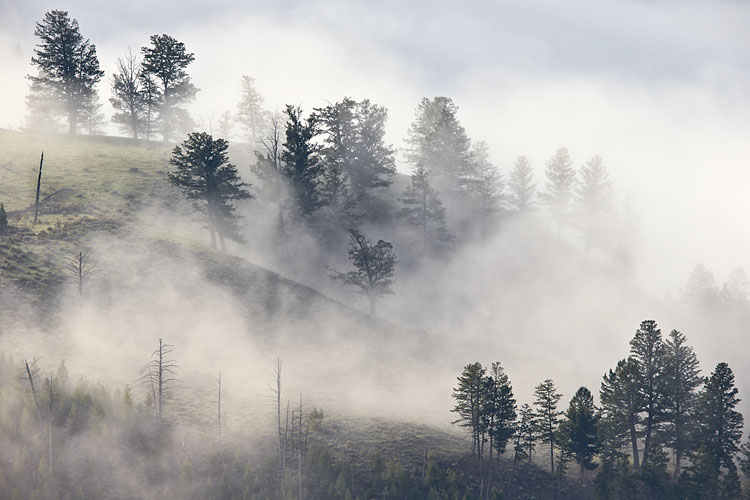 Fog and Trees