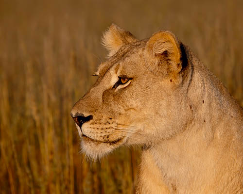Lioness