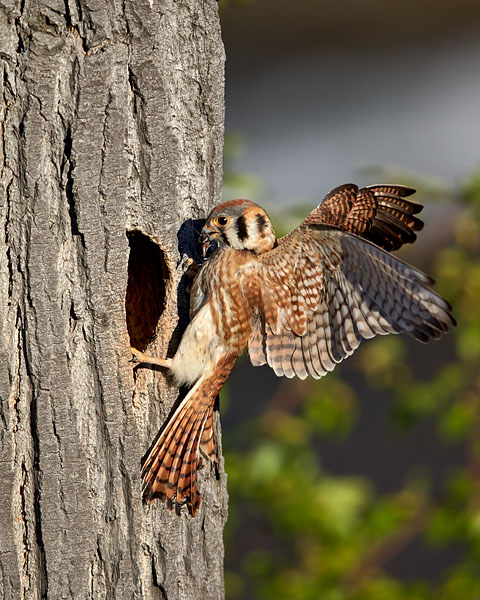 American Kestrel