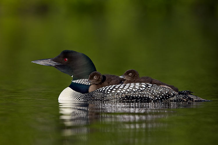 Common Loon Chicks
