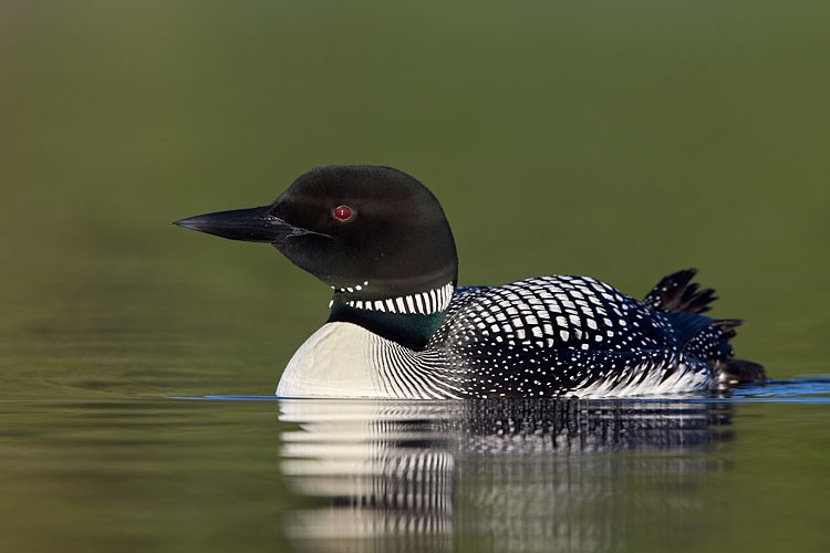 Common Loon