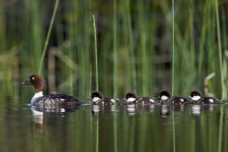 Common Goldeneye With Chicks