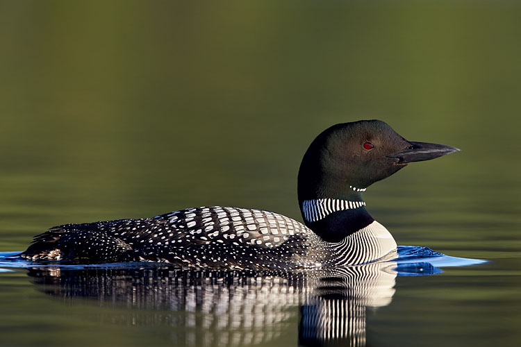 Common Loon