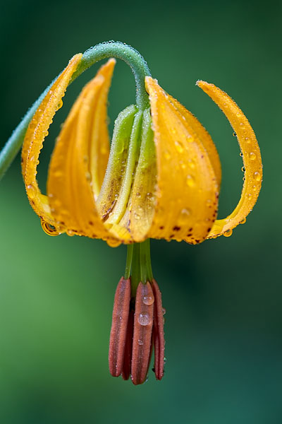 Tiger Lily