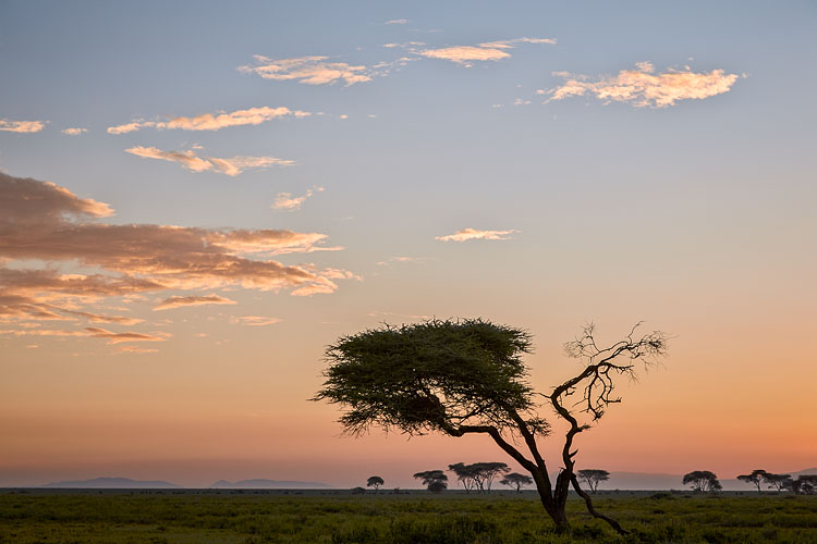 Acacia at Dawn